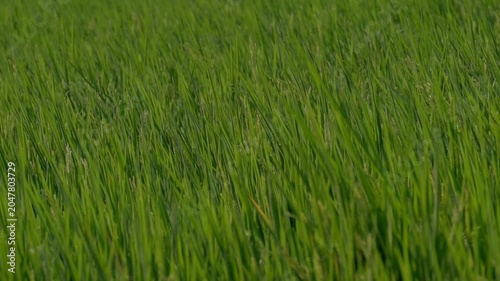 Lush green rice plants grow in a paddy field, creating a naturally textured backdrop. A close-up of young rice leaves represents agriculture, farming, sustainable food production.