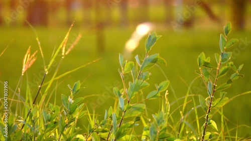A close-up of grass swaying in the afternoon breeze, illuminated by the setting sun, with rice paddies in the background and passing vehicles in the foreground. Lens flare and shadow effects.