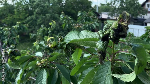 Cherry tree branches damaged by black aphids in a backyard garden
