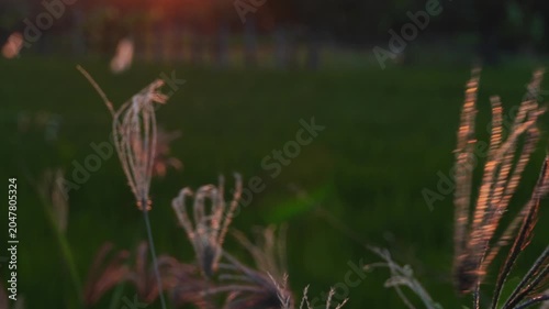 A close-up of swaying grass in the afternoon breeze, illuminated by the setting sun, with rice fields in the background. Lens flare and shadow effects.