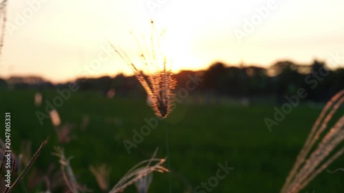 A close-up of swaying grass in the afternoon breeze, illuminated by the setting sun, with rice fields in the background. Lens flare and shadow effects.