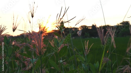 A close-up of swaying grass in the afternoon breeze, illuminated by the setting sun, with rice fields in the background. Lens flare and shadow effects.