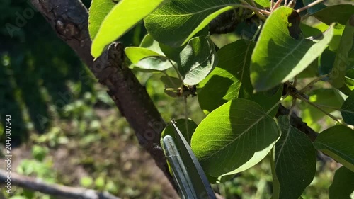Thinning out young green pear fruit with garden pruner close-up
