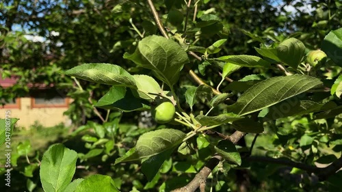 Agricultural thinning of young green apples to improve crop quality
