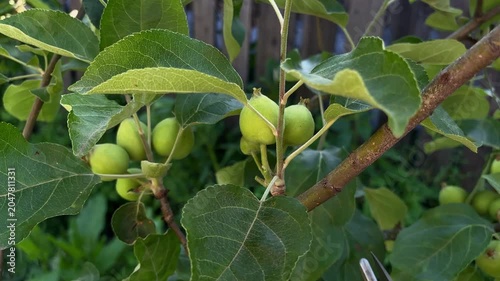 Thinning out a cluster of young green apples with a garden pruner