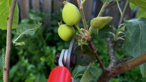 A close-up video of cutting or thinning out a fruit tree branch with young green unripe apples using sharp garden shears. Concept of orchard care, gardening, farming