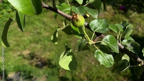 Cutting off a young pear from a tree branch with a garden pruner