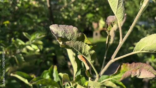 Close-up of diseased and curled leaves on an apple tree branch