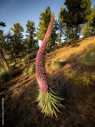 pink tajinaste flower on La Palma at sunset