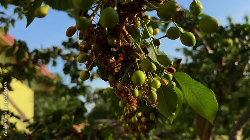 Close-up of green unripe sweet cherries growing on a tree branch