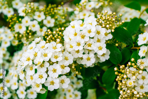 Macro shot of a dense cluster of blooming white spiraea flowers and buds
