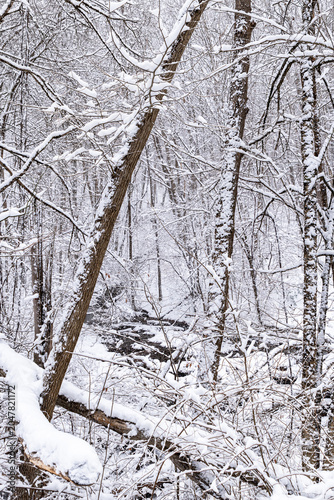 Snow covered woods in winter in Warren County, Pennsylvania, USA on an overcast day