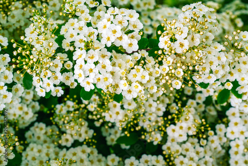 Dense background of blooming white spiraea branches with delicate flowers and buds
