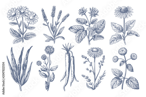 Schilderij op canvas Botanical illustration of various herbaceous plants and wildflowers