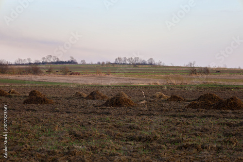 Fotografie Arable field with scattered piles of manure prepared for spring agricultural work under a calm sky