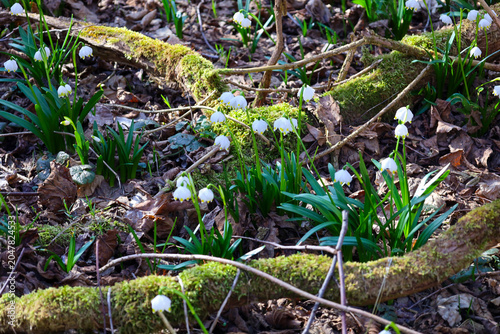 Foto Snow-white spring snowflake flowers elegantly emerge through last year's leaves and moss-covered branches in the forest