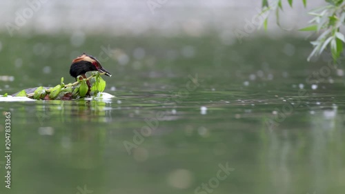 A horned grebe swims in the lake. Close-up. Rare bird. IUCN Red List