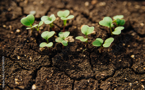 Close-up of the radish microgreens in the garden. A vegan and healthy superfood.Spring vitamin deficiency.Growing vegetables in rural areas. Care and treatment of plants. The future harvest.