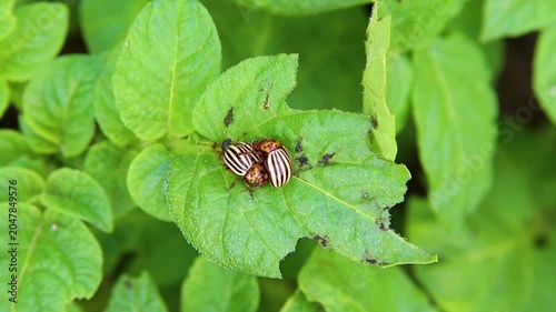 Colorado potato beetle - Leptinotarsa decemlineata on potato bushes. Pest of plants and agriculture. Treatment with pesticides. Insects are pests that damage plants.