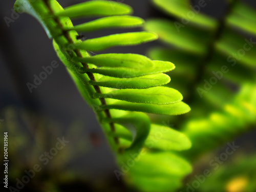Εκτύπωση καμβά Ferns (Pteridophyta) are a group of vascular plants that have true roots, stems, and leaves