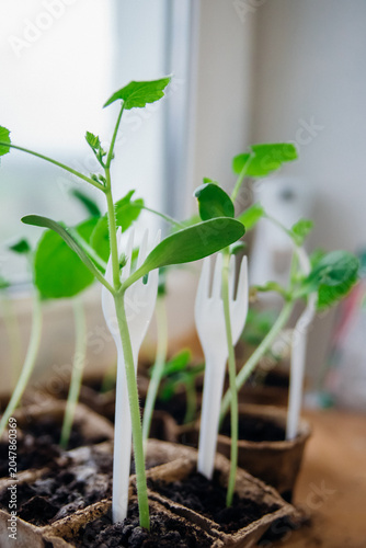 Seedlings of cucumbers in pots. Gardening in the spring season.