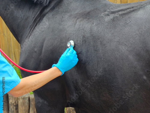 Tableau sur toile Veterinary check on a horse in a stable setting during daytime