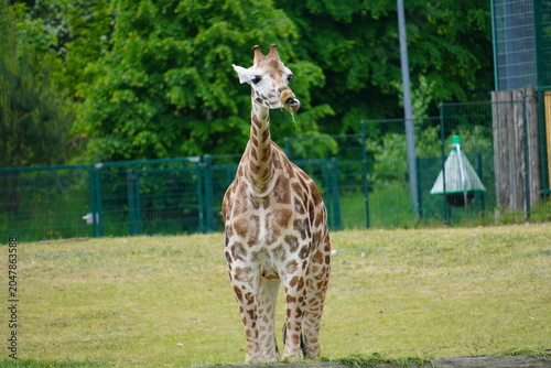 Sticker giraffe in the zoo