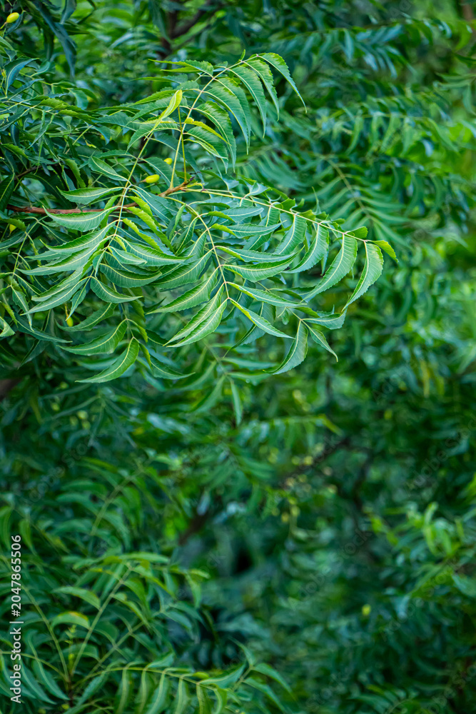 Fototapeta premium Health awareness concept.Azadirachta indica - A branch of neem tree leaves. Natural Medicine.