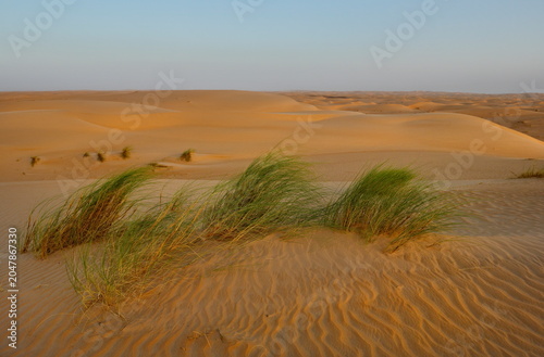 West Africa. Mauritania. A view of sparse tufts of grass against the background of endless waves of sand dunes on the southwestern edge of the Sahara Desert.