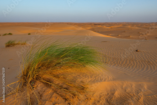 West Africa. Mauritania. A view of sparse tufts of grass against the background of endless waves of sand dunes on the southwestern edge of the Sahara Desert.