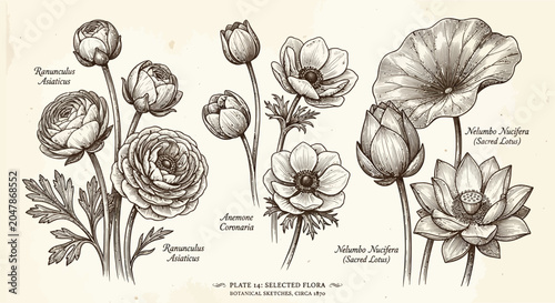 Canvastavla Botanical Illustration Of Ranunculus Anemone And Lotus Flowers Circa 1870