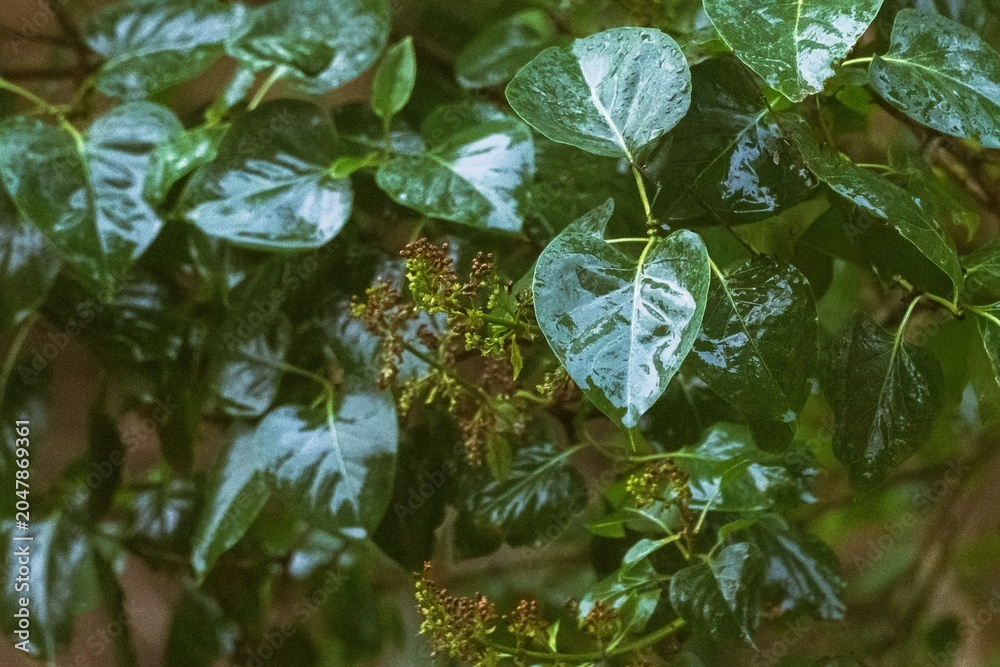 Fototapeta premium Wet lilac leaves after the rain