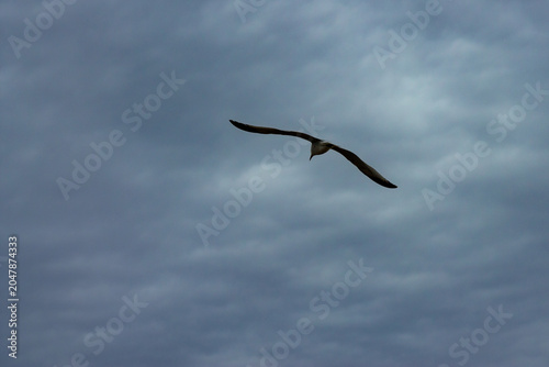 Tableau sur toile Majestic gull in flight against dramatic storm clouds