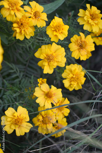 Yellow french marigold flower blossom in garden, Yellow french Mari Gold flowers for decorate garden, Close up of beautiful small marigold flower in garden. Marigold flowers bloom in nature