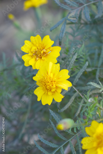 Yellow french marigold flower blossom in garden, Yellow french Mari Gold flowers for decorate garden, Close up of beautiful small marigold flower in garden. Marigold flowers bloom in nature