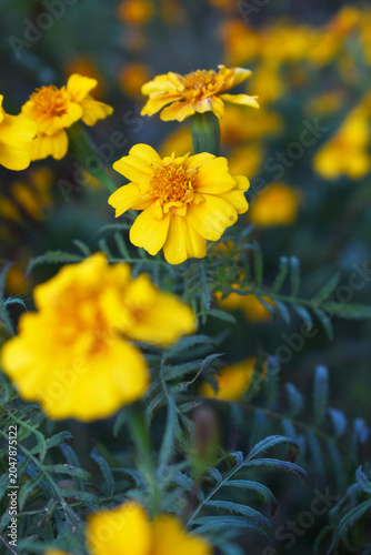 Yellow french marigold flower blossom in garden, Yellow french Mari Gold flowers for decorate garden, Close up of beautiful small marigold flower in garden. Marigold flowers bloom in nature