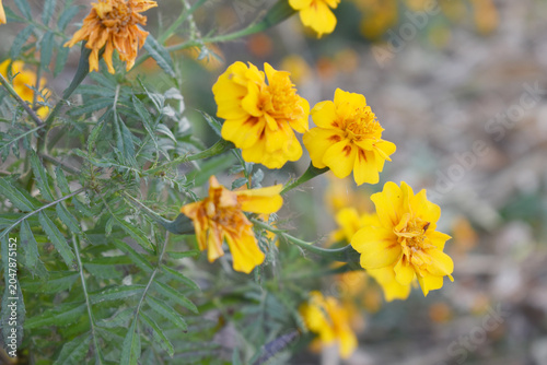 Yellow french marigold flower blossom in garden, Yellow french Mari Gold flowers for decorate garden, Close up of beautiful small marigold flower in garden. Marigold flowers bloom in nature