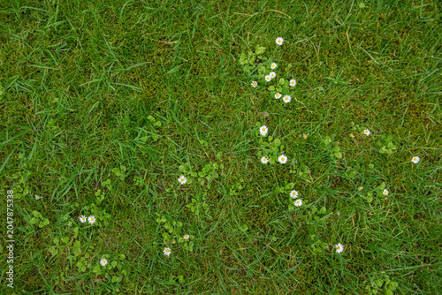 Cuadro en lienzo Patchy lawn with moss and white daisies growing among turf grass