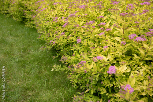 Golden Japanese spirea (Spiraea japonica 'Goldflame') shrub with pink flower clusters growing along a garden border. Bright yellow-green foliage contrasts with decorative blossoms, 