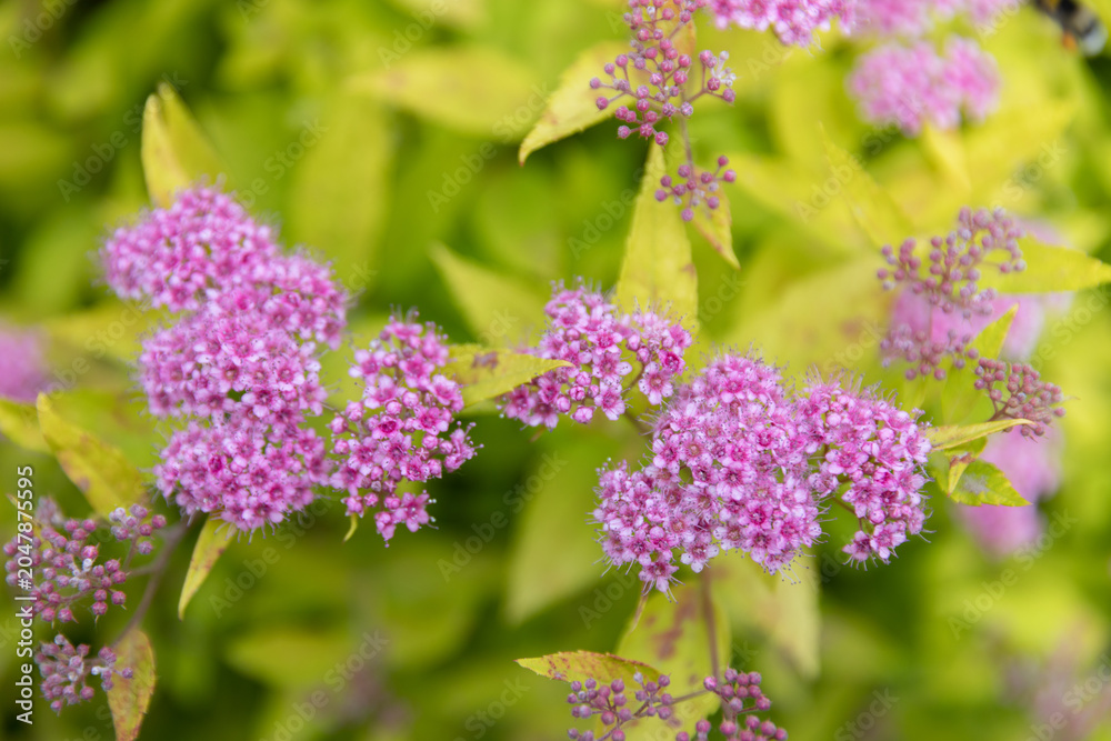 Fototapeta premium Golden Japanese spirea (Spiraea japonica 'Goldflame') shrub with pink flower clusters growing along a garden border. Bright yellow-green foliage contrasts with decorative blossoms, creating an attract