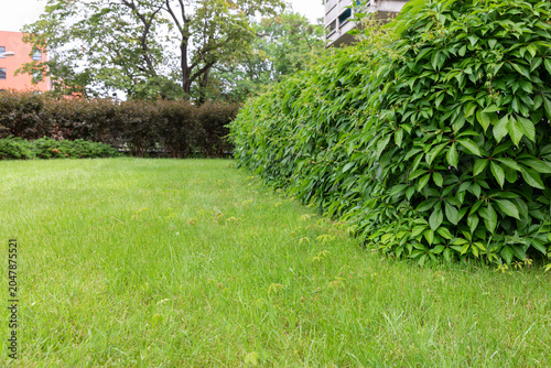 Dense green hedge forming a neat garden border along a lawn in a landscaped residential garden. Well-maintained ornamental hedge creating structure, privacy, and visual organization in outdoor space. 