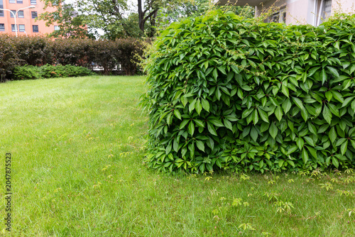 Rounded ornamental hedge growing beside a green lawn in a landscaped garden. Decorative shrub shaped through regular pruning and maintenance. Clean and organized garden composition suitable for landsc