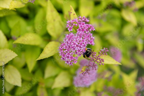 Bumblebee collecting nectar from pink flower clusters of Golden Japanese spirea (Spiraea japonica 'Goldflame') in a garden. Pollinator insect feeding on ornamental flowering shrub
