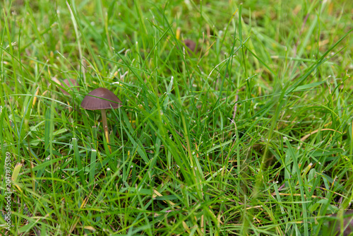 Small mushroom growing in a residential lawn among green grass. Close-up view of a wild mushroom appearing in turf, highlighting common lawn maintenance issues, excess moisture, organic matter 