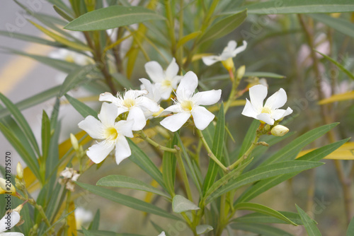 Nerium oleander in bloom, White siplicity bunch of flowers and green leaves on branches, Nerium Oleander shrub white flowers, ornamental shrub branches in daylight, bunch of flowers closeup