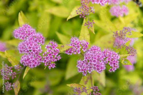 Golden Japanese spirea (Spiraea japonica 'Goldflame') shrub with pink flower clusters growing along a garden border. Bright yellow-green foliage contrasts with decorative blossoms, creating an attract