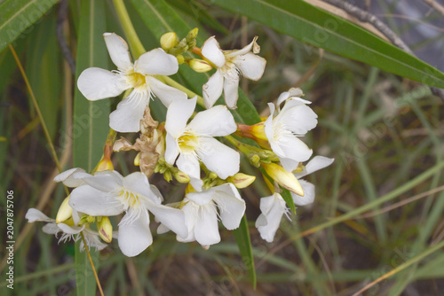 Nerium oleander in bloom, White siplicity bunch of flowers and green leaves on branches, Nerium Oleander shrub white flowers, ornamental shrub branches in daylight, bunch of flowers closeup