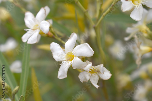 Nerium oleander in bloom, White siplicity bunch of flowers and green leaves on branches, Nerium Oleander shrub white flowers, ornamental shrub branches in daylight, bunch of flowers closeup