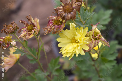 Beautiful Yellow chrysanthemum flowers closeup in the winter garden, Closeup of Chrysanthemum flower, Field of the Yellow Chrysanthemum, Beautiful Yellow flower blooming in nature.