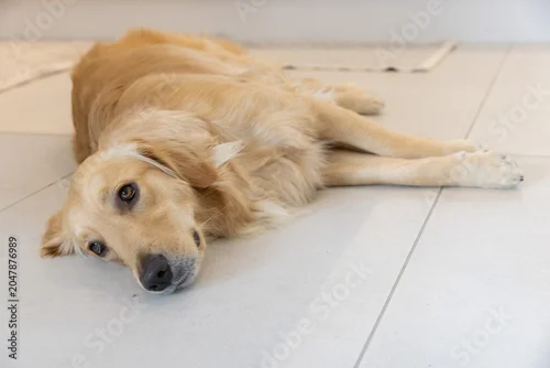 Fototapeta samoprzylepna Golden retriever dog lying stretched out on light-colored tiled floor with visible grout lines